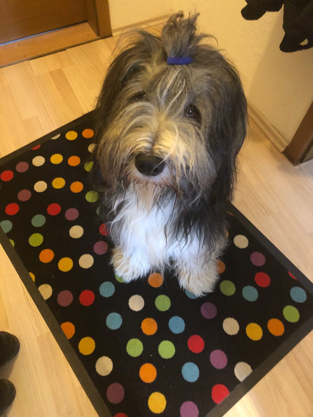 Deckrüde Bearded Collie Malte vom Therapie Hunde Hof Greifswald