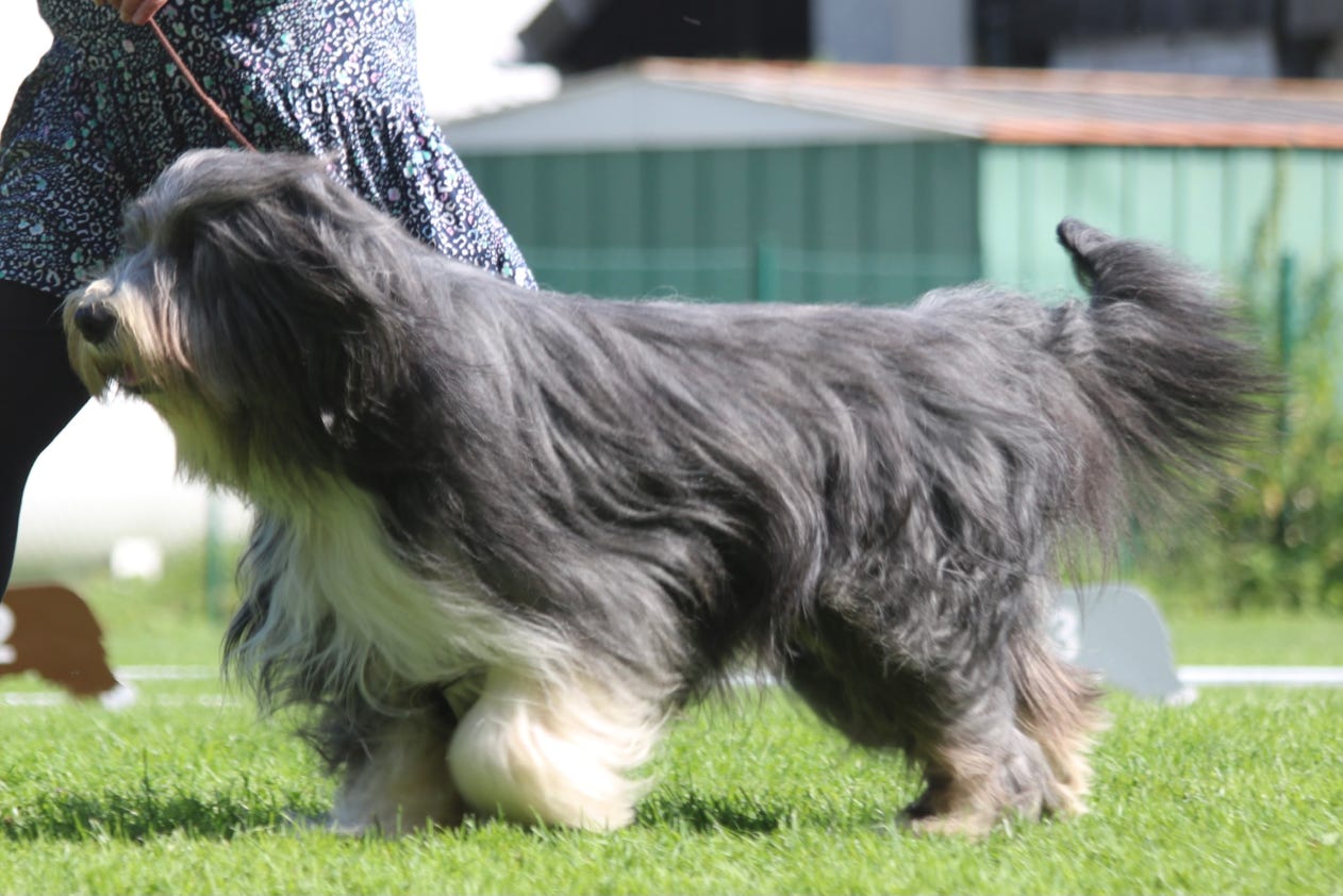 Deckrüde Malte vom Therapie Hunde Hof Austellung BCCD Beckum Greifswald