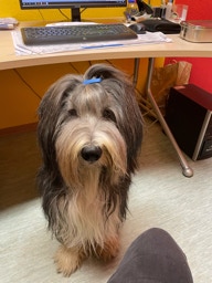 Deckrüde Bearded Collie Malte vom Therapie Hunde Hof Greifswald
