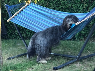 Deckrüde Bearded Collie Malte vom Therapie Hunde Hof Greifswald