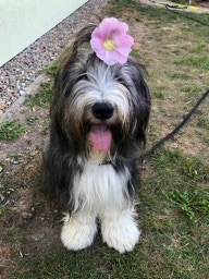 Deckrüde Bearded Collie Malte vom Therapie Hunde Hof Greifswald