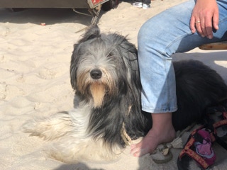 Deckrüde Bearded Collie Malte vom Therapie Hunde Hof Greifswald