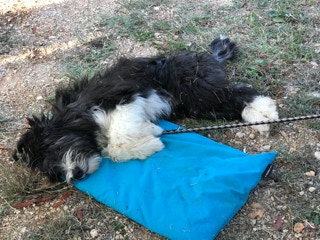 Deckrüde Bearded Collie Malte vom Therapie Hunde Hof Greifswald