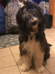 Deckrüde Bearded Collie Malte vom Therapie Hunde Hof Greifswald